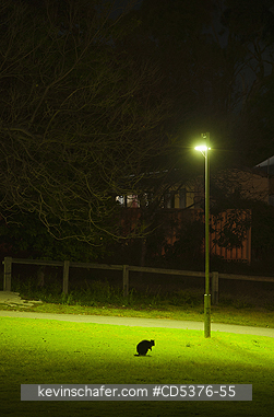 QUOKKA: Quokka (Setonix brachyurus) WILD, Feeding at night, Rottnest Island, Perth, Western Australia