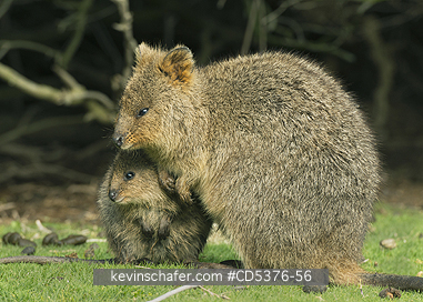 QUOKKA: Quokka (Setonix brachyurus) WILD, Mother & Joey, Rottnest Island, Perth, Western Australia