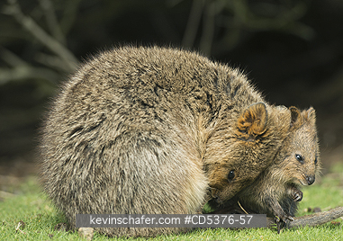 QUOKKA: Quokka (Setonix brachyurus) WILD, Mother & Joey, Rottnest Island, Perth, Western Australia