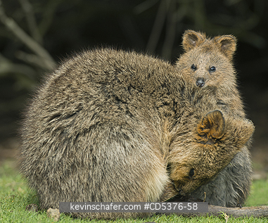 QUOKKA: Quokka (Setonix brachyurus) WILD, sleeping mother & Joey, Rottnest Island, Perth, Western Australia