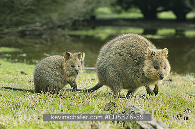 QUOKKA: Quokka (Setonix brachyurus) WILD, Mother & Joey, Rottnest Island, Perth, Western Australia