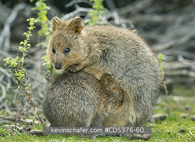 QUOKKA: Quokka (Setonix brachyurus) WILD, Mother & Joey nursing in pouch, Rottnest Island, Perth, Western Australia