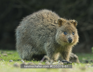Quokka  : Quokka (Setonix brachyurus) WILD, Rottnest Island, Perth, Western Australia