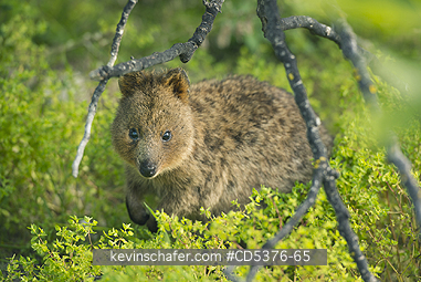 QUOKKA: Quokka (Setonix brachyurus) WILD, Rottnest Island, Perth, Western Australia