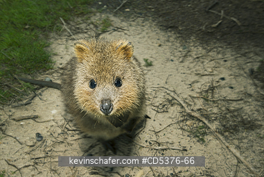 QUOKKA: Quokka (Setonix brachyurus) WILD,   Rottnest Island, Perth, Western Australia