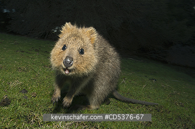 QUOKKA: Quokka (Setonix brachyurus) WILD,  Rottnest Island, Perth, Western Australia