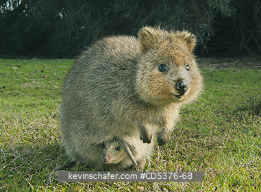 QUOKKA: Quokka (Setonix brachyurus) WILD, Mother & Joey, Rottnest Island, Perth, Western Australia