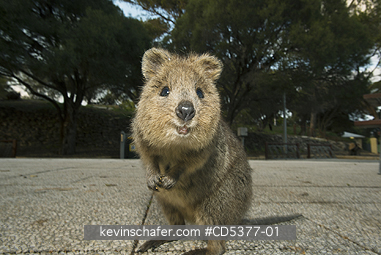QUOKKA: Quokka (Setonix brachyurus)  Rottnest Island, Perth, Western Australia, ENDANGERED