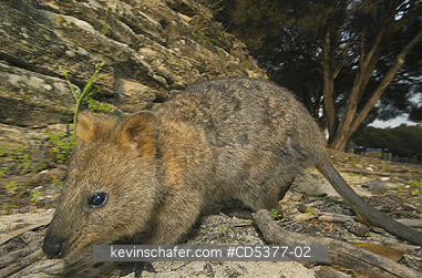 QUOKKA: Quokka (Setonix brachyurus)  Rottnest Island, Perth, Western Australia, ENDANGERED