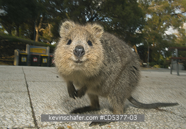 QUOKKA: Quokka (Setonix brachyurus)  Rottnest Island, Perth, Western Australia, ENDANGERED