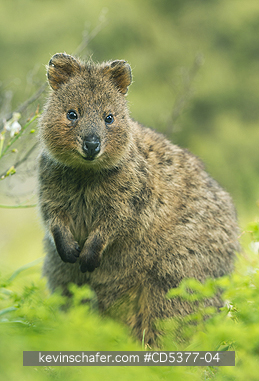 QUOKKA: Quokka (Setonix brachyurus)  Rottnest Island, Perth, Western Australia, ENDANGERED