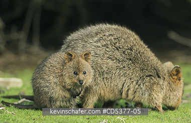 QUOKKA: Quokka (Setonix brachyurus) Mother and Joey, Rottnest Island, Perth, Western Australia, ENDANGERED