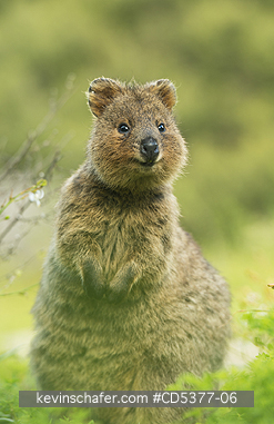 QUOKKAS: Quokka (Setonix brachyurus)  Rottnest Island, Perth, Western Australia, ENDANGERED