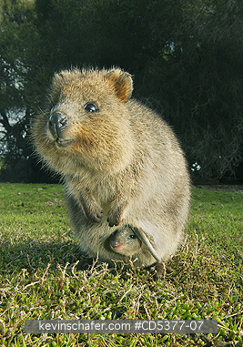 QUOKKAS: Quokka (Setonix brachyurus) Mother with Joey in pouch, Rottnest Island, Perth, Western Australia, ENDANGERED