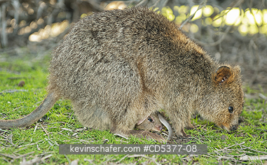 QUOKKAS: Quokka (Setonix brachyurus)  Mother & Joey in pouch, Rottnest Island, Perth, Western Australia, ENDANGERED