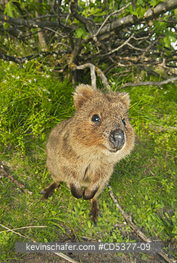 QUOKKAS: Quokka (Setonix brachyurus)  Rottnest Island, Perth, Western Australia, ENDANGERED