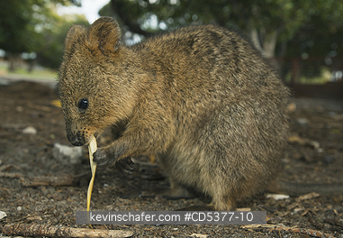 QUOKKAS: Quokka (Setonix brachyurus) Feeding on leaf, Rottnest Island, Perth, Western Australia, ENDANGERED