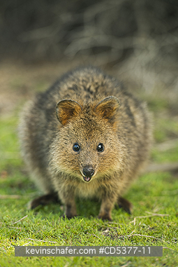 QUOKKAS: Quokka (Setonix brachyurus)  Rottnest Island, Perth, Western Australia, ENDANGERED