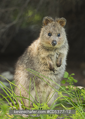 QUOKKAS: Quokka (Setonix brachyurus)  Rottnest Island, Perth, Western Australia, ENDANGERED