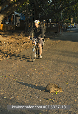 QUOKKAS: Quokka (Setonix brachyurus) Biker avoids quokka in road, Rottnest Island, Perth, Western Australia, ENDANGERED