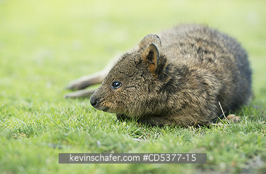 QUOKKAS: Quokka (Setonix brachyurus)  Resting, Rottnest Island, Perth, Western Australia, ENDANGERED