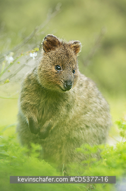 QUOKKAS: Quokka (Setonix brachyurus)  Rottnest Island, Perth, Western Australia, ENDANGERED