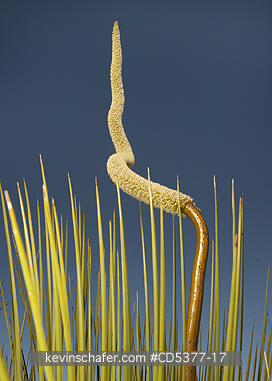 PLANT, GRASS TREE: Common Grass tree (Xanthorrhoea preissii) Flowering Spike, Fitzgerald River National Park, Western Australia