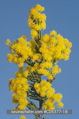 PLANT, ACACIA: Wattle flowers (Acacia binata) WILD,  Fitzgerald River area, Western Australia