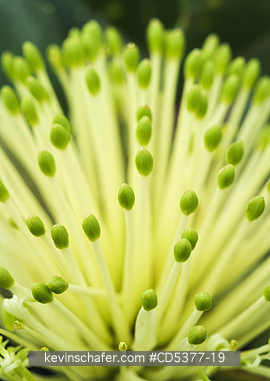TREE, BANKSIA: Detail of flower, Parrotbush (Banksia sessilis) West Cape Howe National Park, Albany, Western Australia
