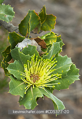 TREE, BANKSIA: Detail of flower, Parrotbush (Banksia sessilis) West Cape Howe National Park, Albany, Western Australia