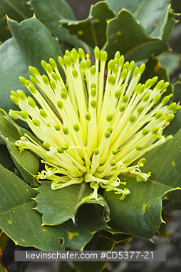 TREE, BANKSIA: Detail of flower, Parrotbush (Banksia sessilis) West Cape Howe National Park, Albany, Western Australia