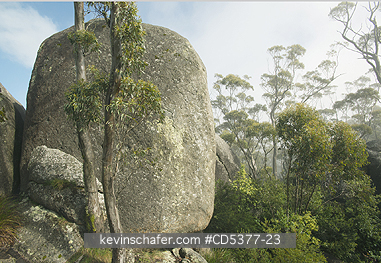 AUSTRALIA, SCENIC: Granite boulders and forest, Porongorup National Park, near Albany, Western Australia