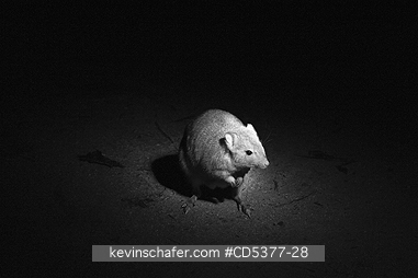 MAMMAL, BOODIE: Burrowing Betong or Boodie (Bettongia lesueur), Nocturnal Marsupial, Dryandra Woodland Preserve, Western Australia