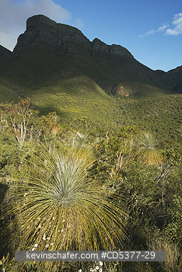 AUSTRALIA, SCENIC: Grass tree (Kingia australis)  below Bluff Knoll, Stirling Ranges National Park, Western Australia