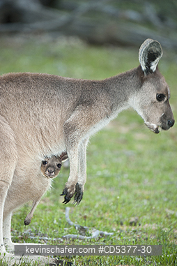 KANGAROO: Western Gray Kangaroo (Macropus fuliginosus) with Joey, Dryandra Woodland Reserve, Western Australia