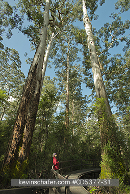 AUSTRALIA, TREES: Giant Karri Trees (Eucalyptus diversicolor) Woman in Big Tree Grove, up to 90 meters tall, near Northcliffe, Western Australia