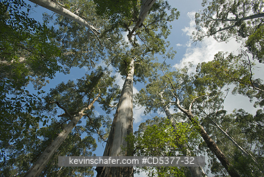 TREES: Giant Karri Trees (Eucalyptus diversicolor) Big Tree Grove, up to 90 meters tall, near Northcliffe, Western Australia