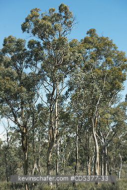 TREES: Wandoo Eucalypt Forest, Kojonup Reserve, Western Australia  SEPTEMBER