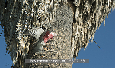 BIRD, GALAH: Galah, or Rose-breasted Cockatoo (Eolophus roseicapilla), nesting in palm trees, Rottnest island, Western Australia