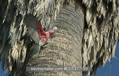BIRD, GALAH: Galah, or Rose-breasted Cockatoo (Eolophus roseicapilla), nesting in palm trees, Rottnest island, Western Australia