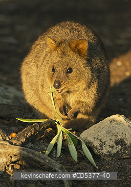 QUOKKAS: Quokka (Setonix brachyurus)  Feeding, Rottnest Island, Perth, Western Australia, ENDANGERED