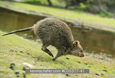 QUOKKAS: Quokka (Setonix brachyurus) Hopping,   Rottnest Island, Perth, Western Australia, ENDANGERED