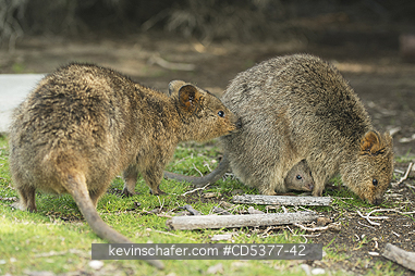 QUOKKAS: Quokka (Setonix brachyurus)  Rottnest Island, Perth, Western Australia, ENDANGERED