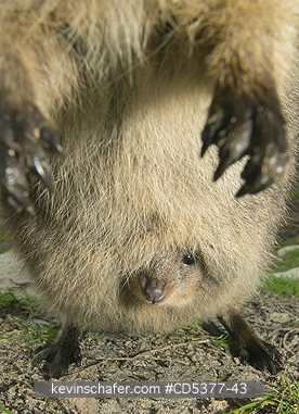 QUOKKAS: Quokka (Setonix brachyurus) Joey in pouch,  Rottnest Island, Perth, Western Australia, ENDANGERED