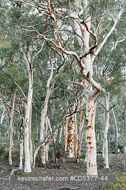 TREES: Eucalyptus Forest, Dryandra Woodland Preserve, Western Australia