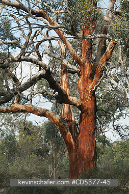 TREES: Eucalyptus Forest, Dryandra Woodland Preserve, Western Australia