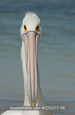 BIRD, PELICAN: Australian Pelican (Pelecanus conspicillatus) Wild, Rottnest Island, Western Australia