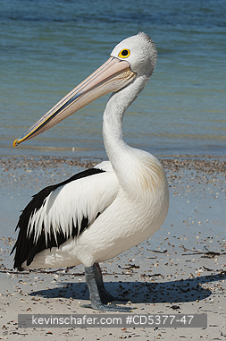 BIRD, PELICAN: Australian Pelican (Pelecanus conspicillatus) Wild, Rottnest Island, Western Australia