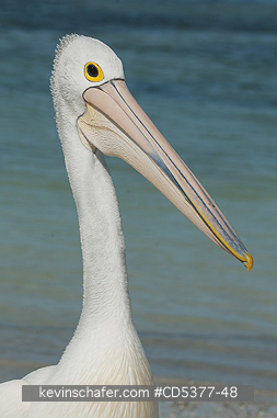 BIRD, PELICAN: Australian Pelican (Pelecanus conspicillatus) Wild, Rottnest Island, Western Australia