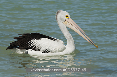 BIRD, PELICAN: Australian Pelican (Pelecanus conspicillatus) Wild, Rottnest Island, Western Australia